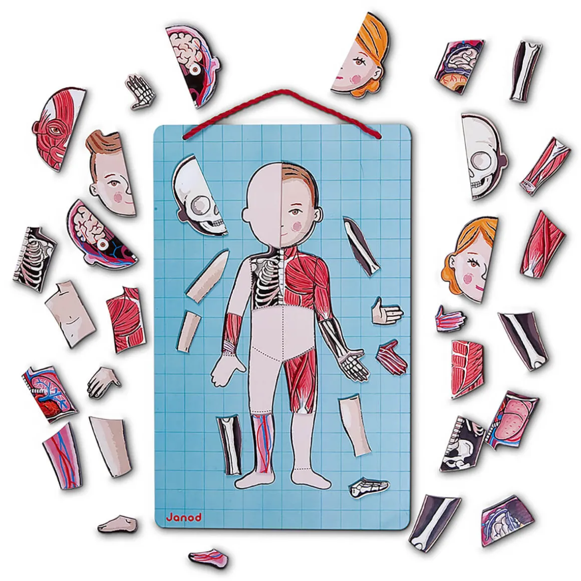 Bodymagnet Magnetic Educational Game (12 Languages) by Janod