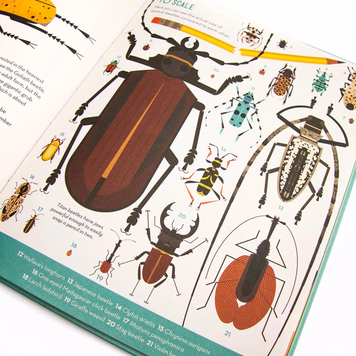 Bonkers About Beetles by Owen Davey