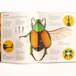 Bonkers About Beetles by Owen Davey