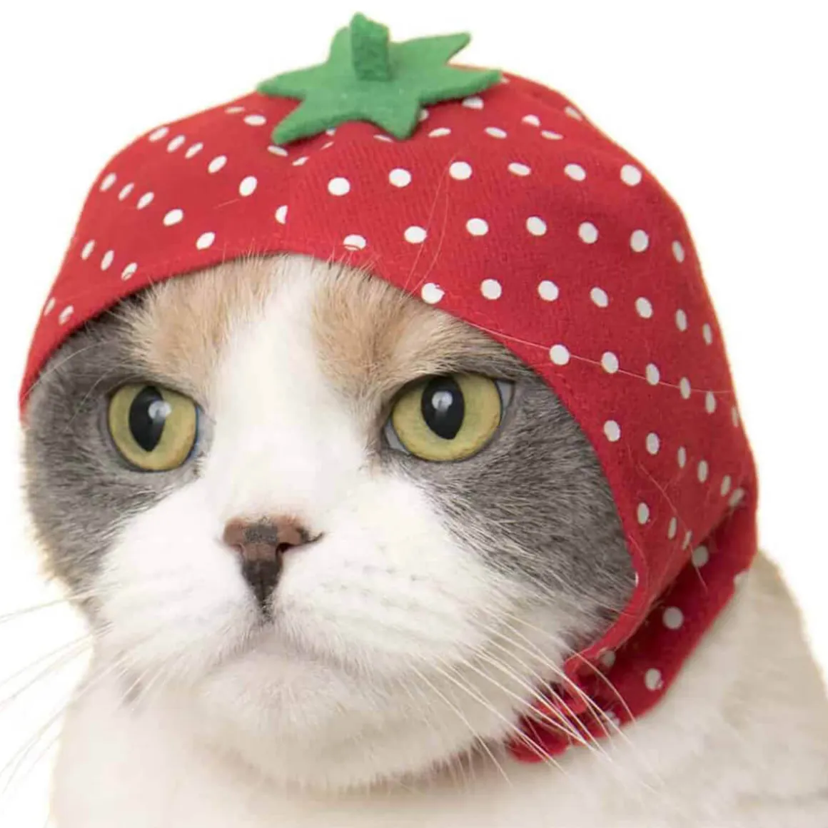 Cat Cap Fruit Blind Box by Kitan Club