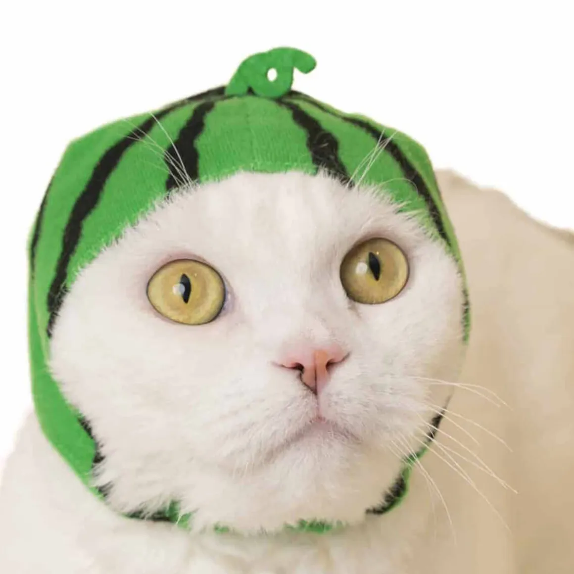 Cat Cap Fruit Blind Box by Kitan Club