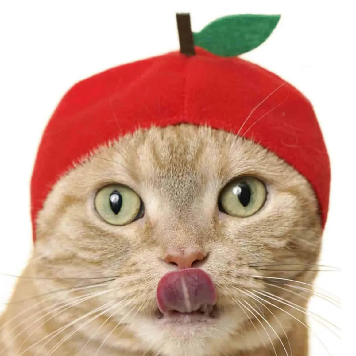 Cat Cap Fruit Blind Box by Kitan Club