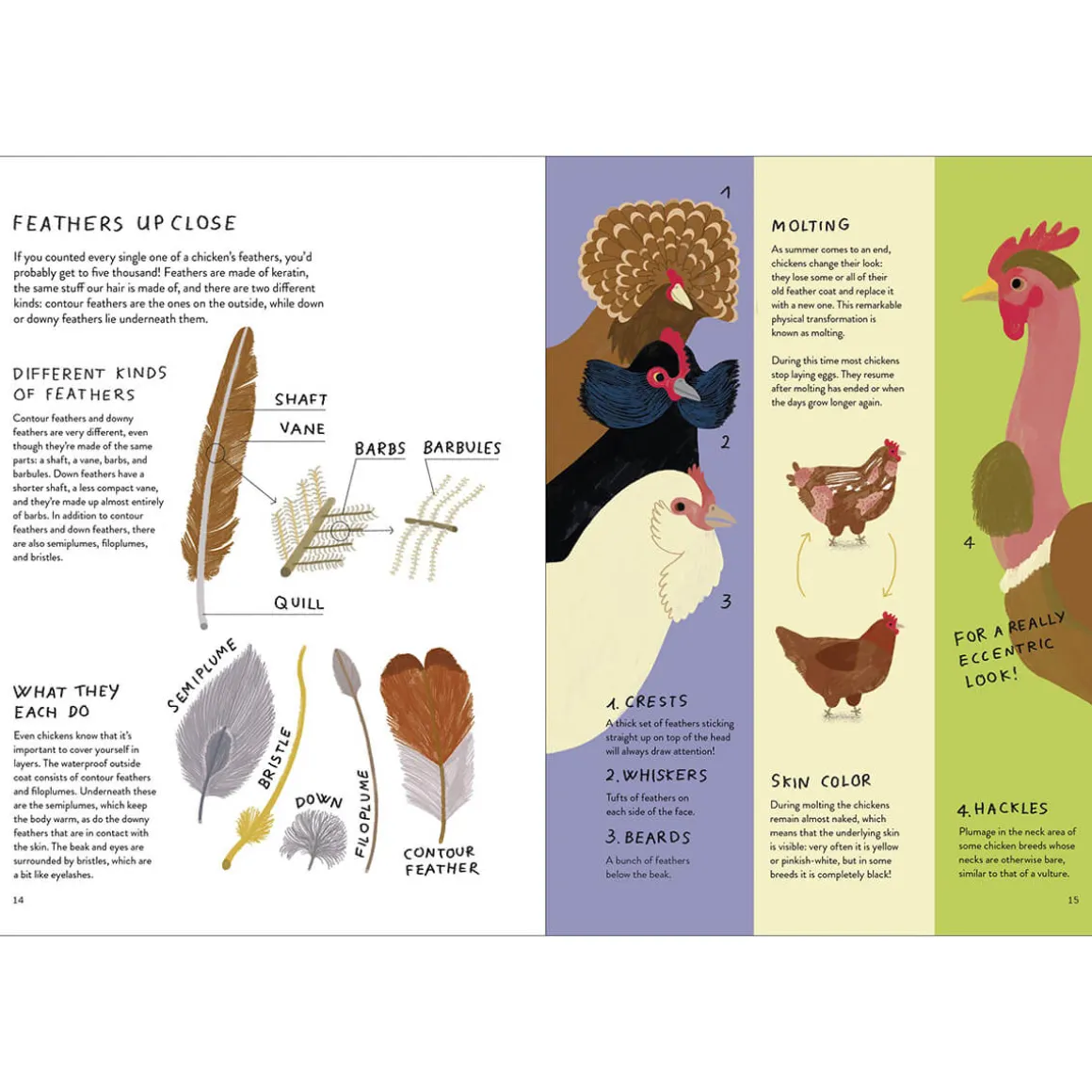 Chickenology: The Ultimate Encyclopedia by Barbara Sandri, Camilla Pintonato & Francesco Giubbilini