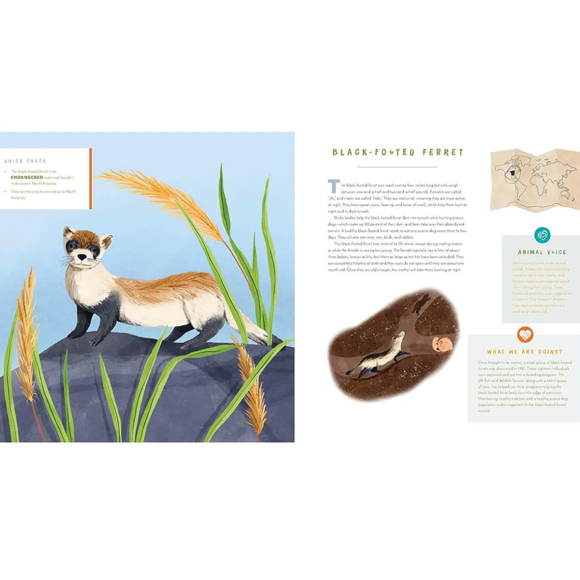 Hear Them Roar Sound Book by June Smalls & Becky Thorns