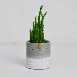 Mini Succulent Pot in Blue-Grey / White Stamped by Atelier Stella