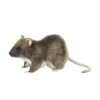 Rat (19cm) by Hansa
