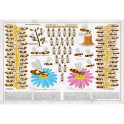 The Book Of Bees by Piotr Socha