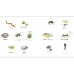 The Book of Tiny Creatures by Emmanuelle Tchoukriel, Julien Norwood & Nathalie Tordjman